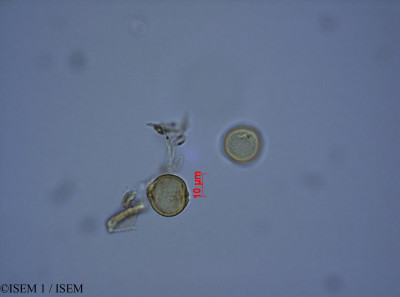 ISEM 1/Trema_micrantha_28005/Trema_micrantha_28005_0001(copy)_thumb.jpg